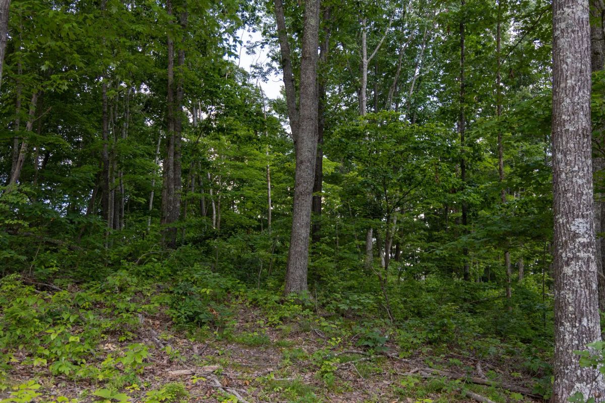 Creek Hollow Phase II Tract 61 - Image 3