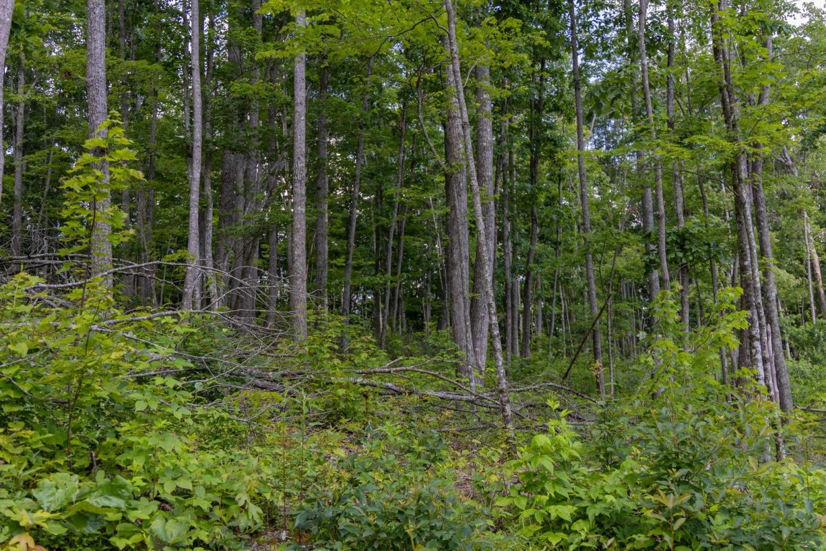 Decorative background for Creek Hollow Phase II Tract 61 image 5