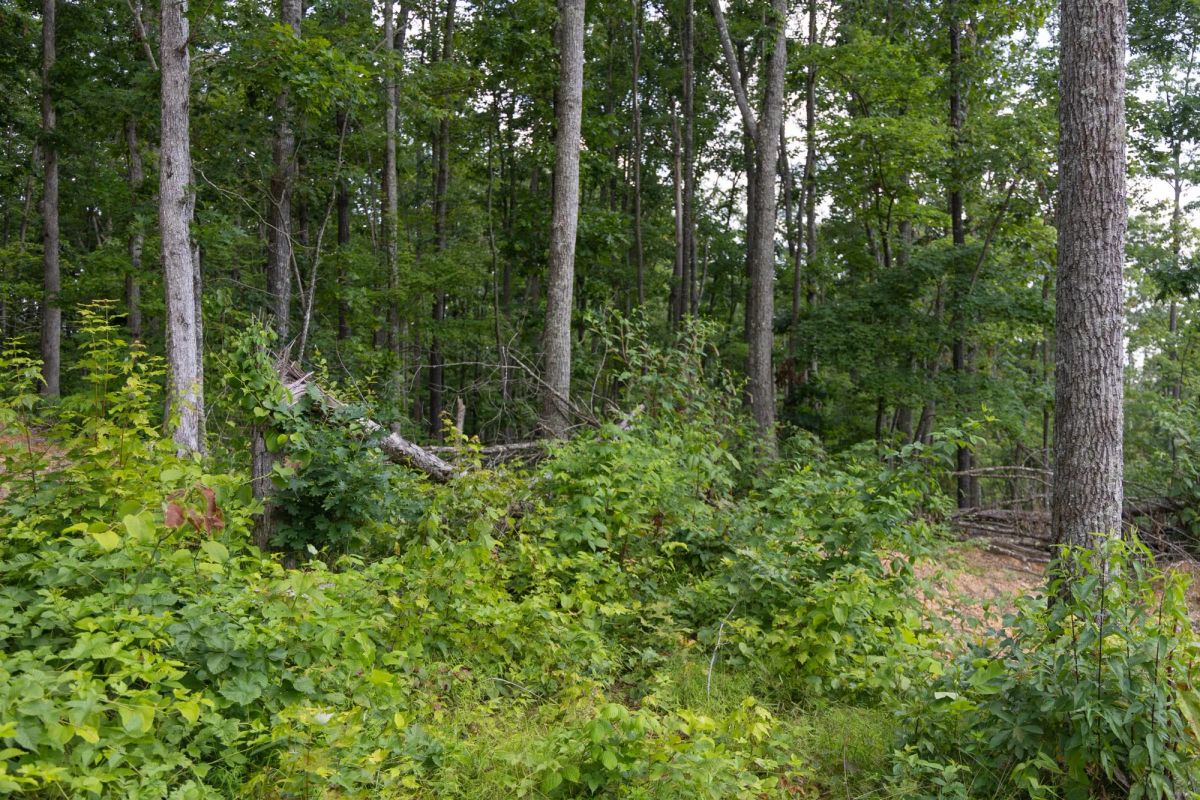 Decorative background for Creek Hollow Phase II Tract 61 image 8