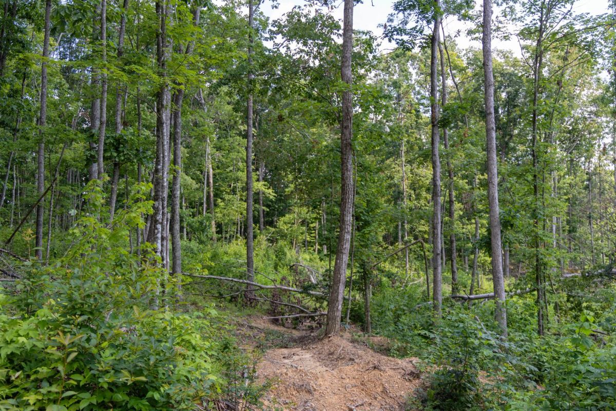 Decorative background for Creek Hollow Phase II Tract 61 image 9
