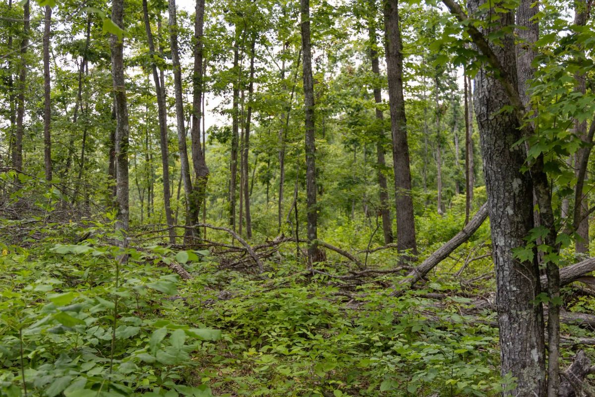 Decorative background for Creek Hollow Phase II Tract 61 image 10
