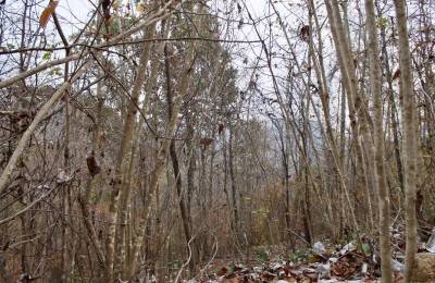 Autumn Ridge Tract 13