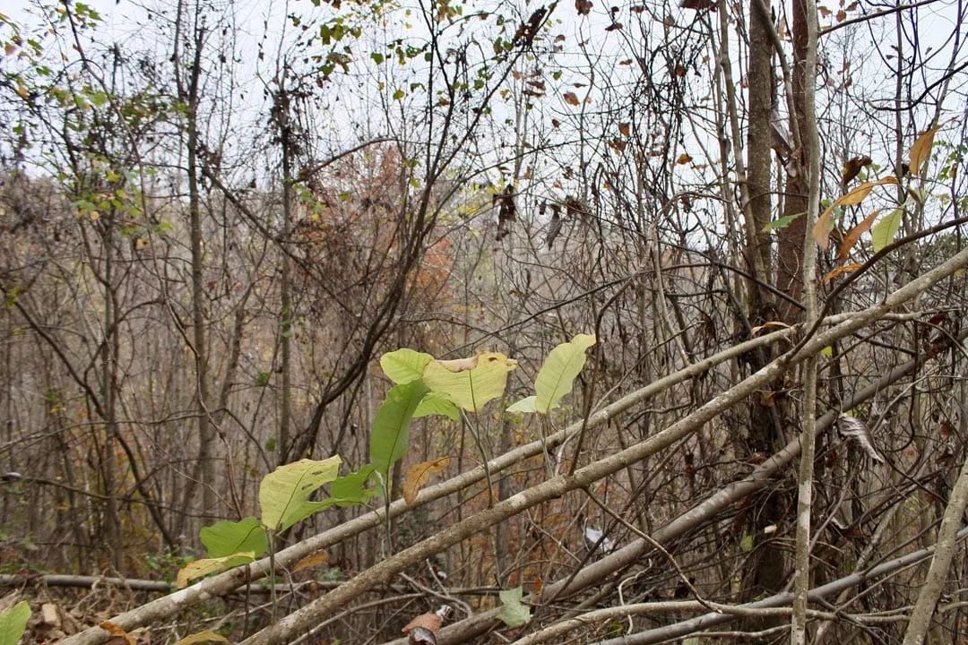 Autumn Ridge Tract 13 - Image 2