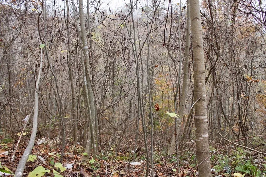 Decorative background for Autumn Ridge Tract 13 image 5