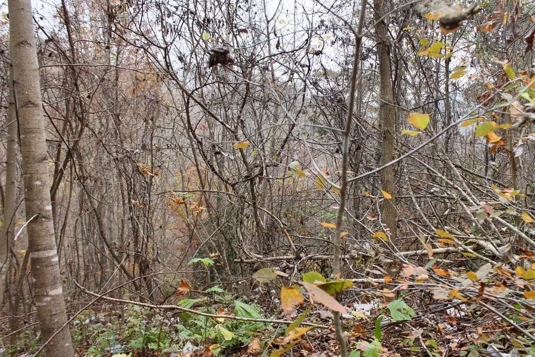 Decorative background for Autumn Ridge Tract 13 image 6