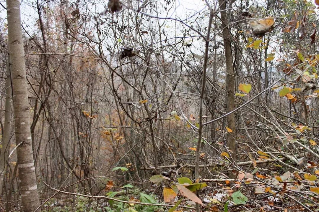 Decorative background for Autumn Ridge Tract 13 image 7