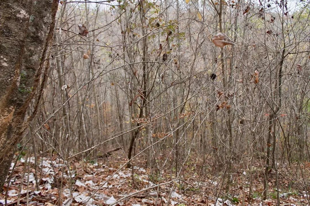 Decorative background for Autumn Ridge Tract 13 image 8