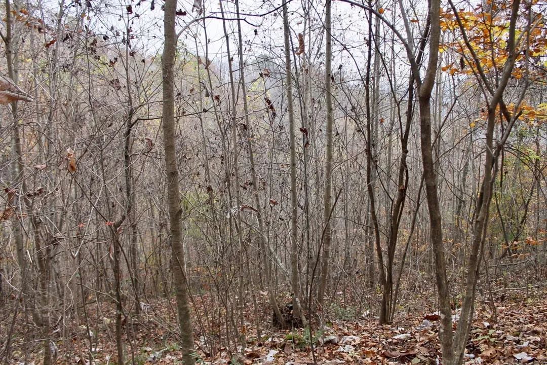 Decorative background for Autumn Ridge Tract 13 image 9