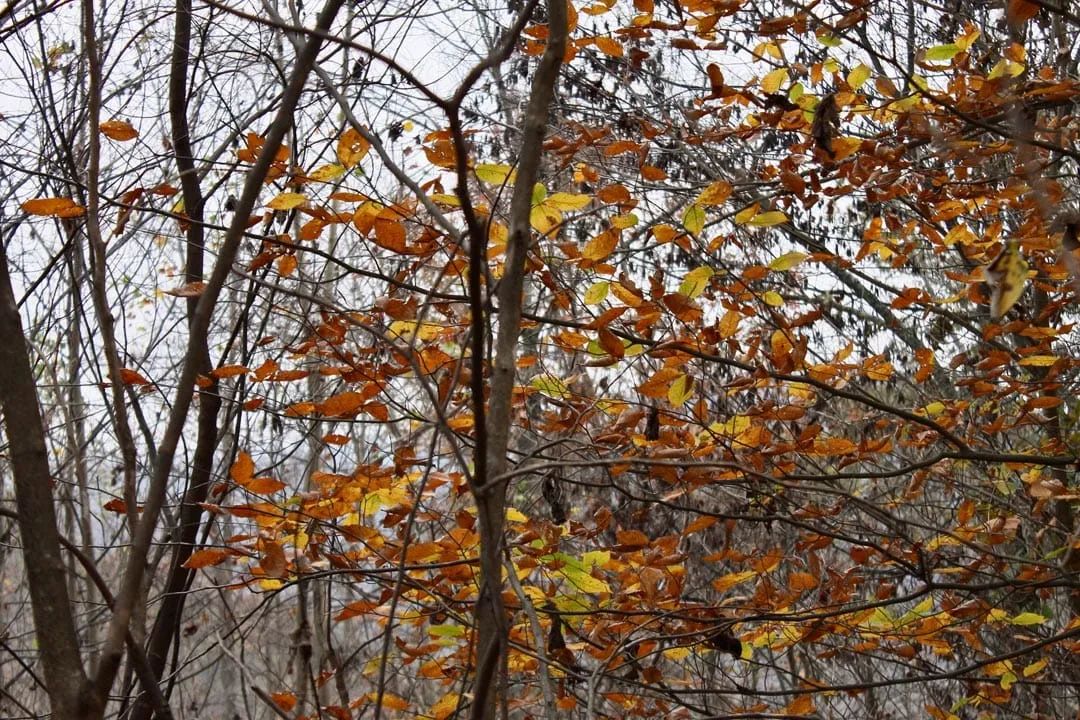Decorative background for Autumn Ridge Tract 13 image 10