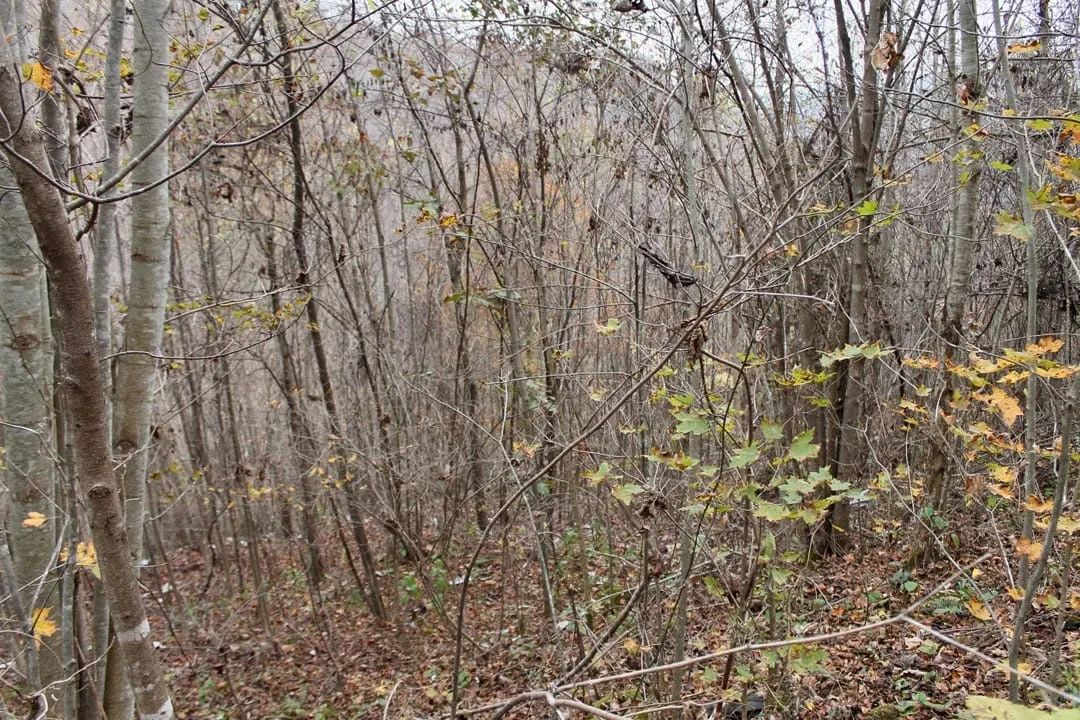 Decorative background for Autumn Ridge Tract 13 image 15