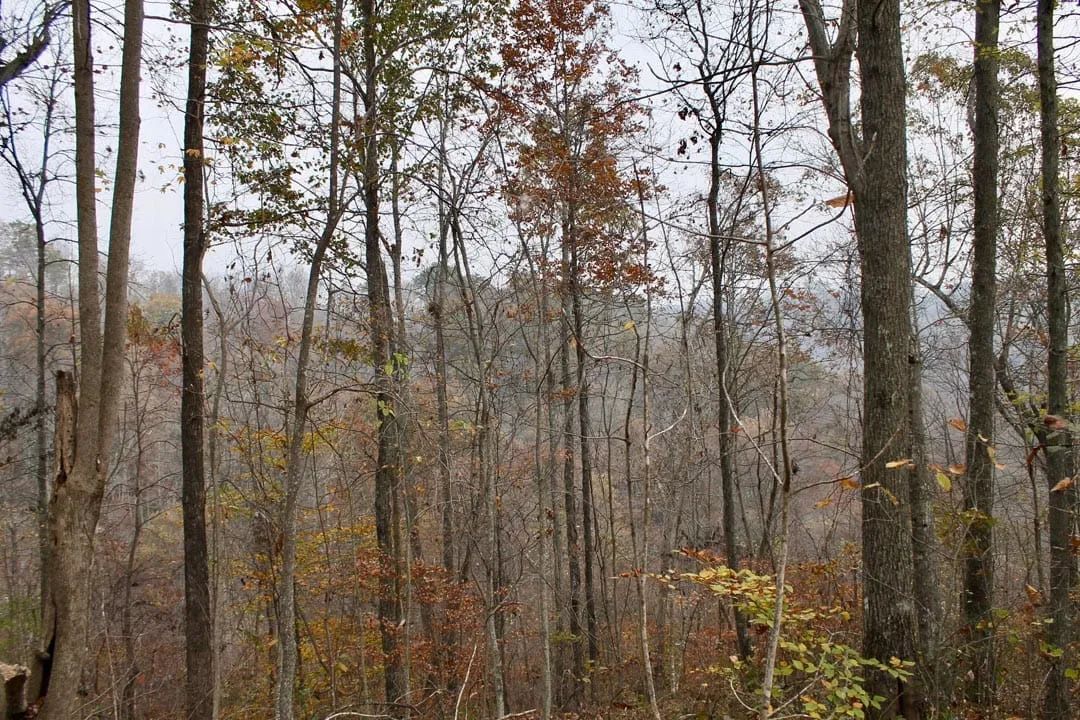 Decorative background for Autumn Ridge Tract 13 image 16