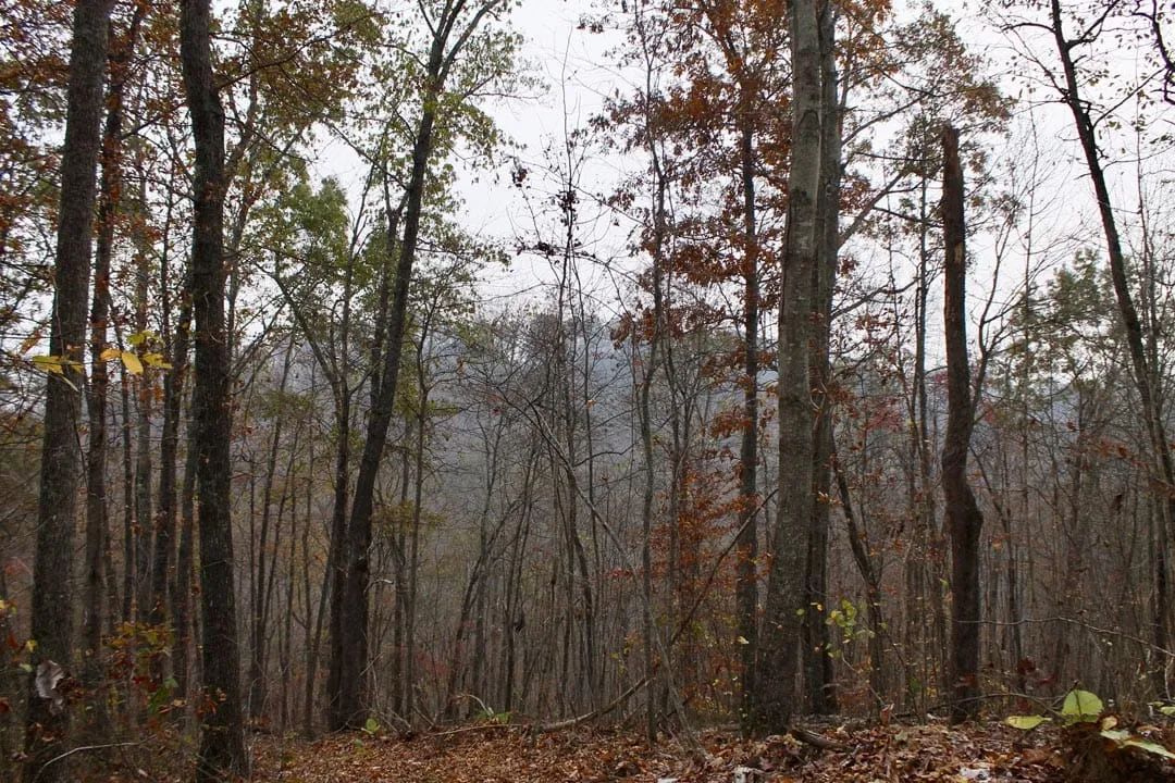 Decorative background for Autumn Ridge Tract 13 image 17