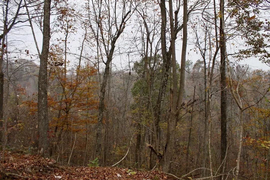Decorative background for Autumn Ridge Tract 13 image 18