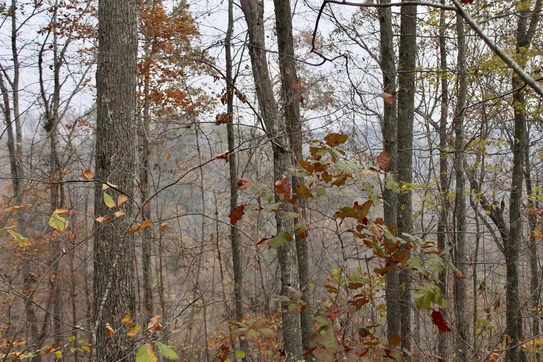 Decorative background for Autumn Ridge Tract 13 image 19