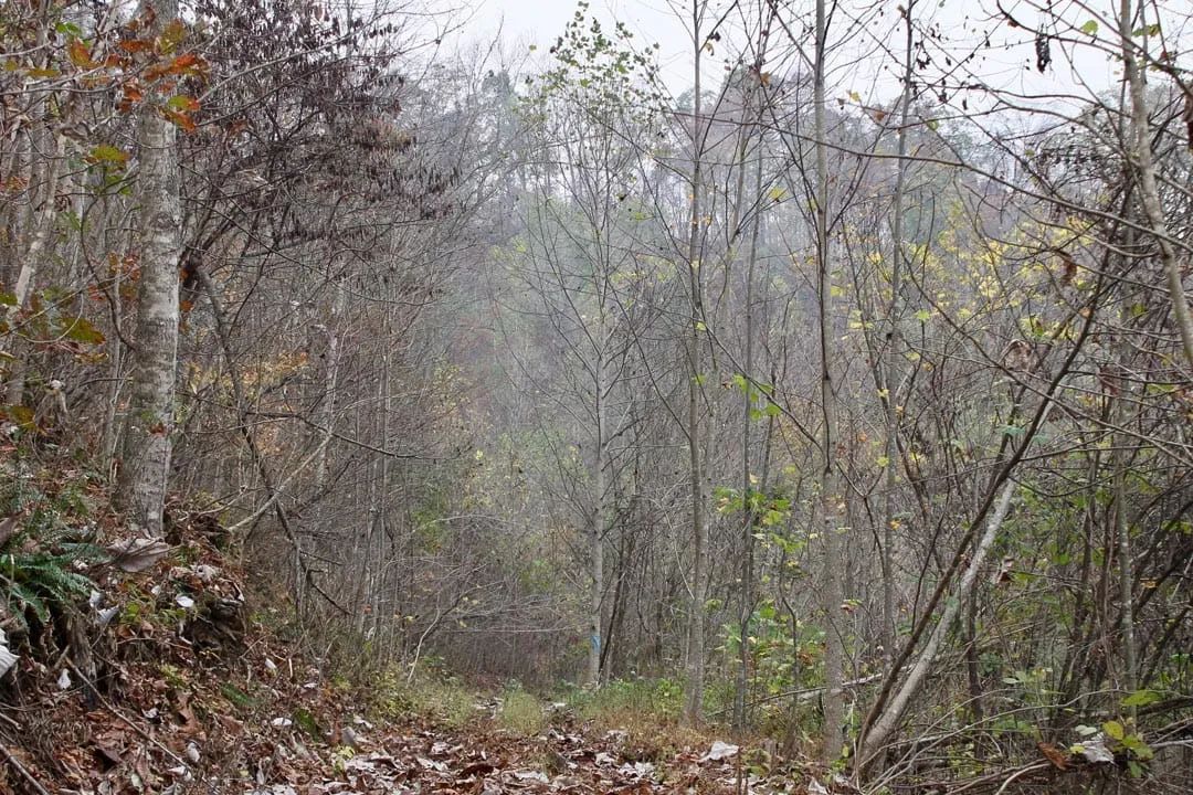 Decorative background for Autumn Ridge Tract 13 image 21