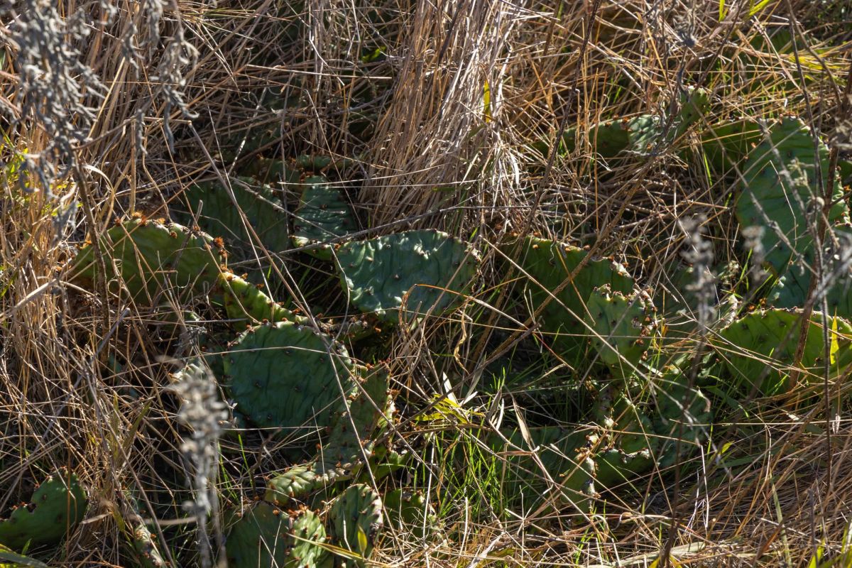 Harmony Hills Tract 44 - Image 3