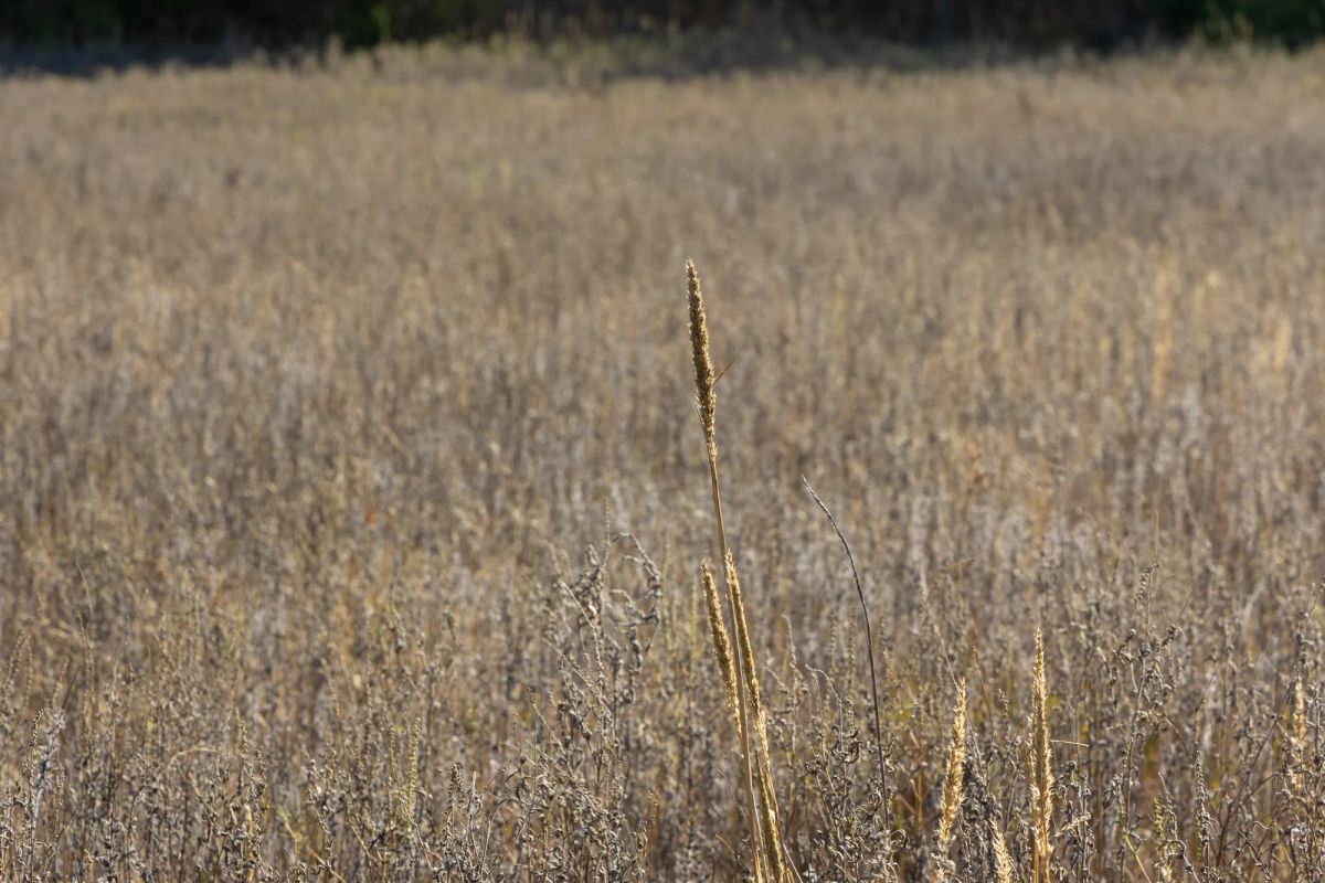 Harmony Hills Tract 44 - Image 4