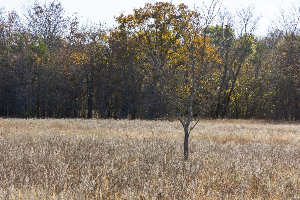 Decorative background for Harmony Hills Tract 44 image 6