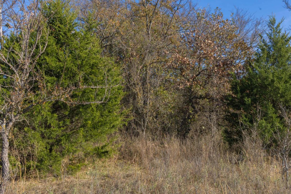 Decorative background for Harmony Hills Tract 44 image 7