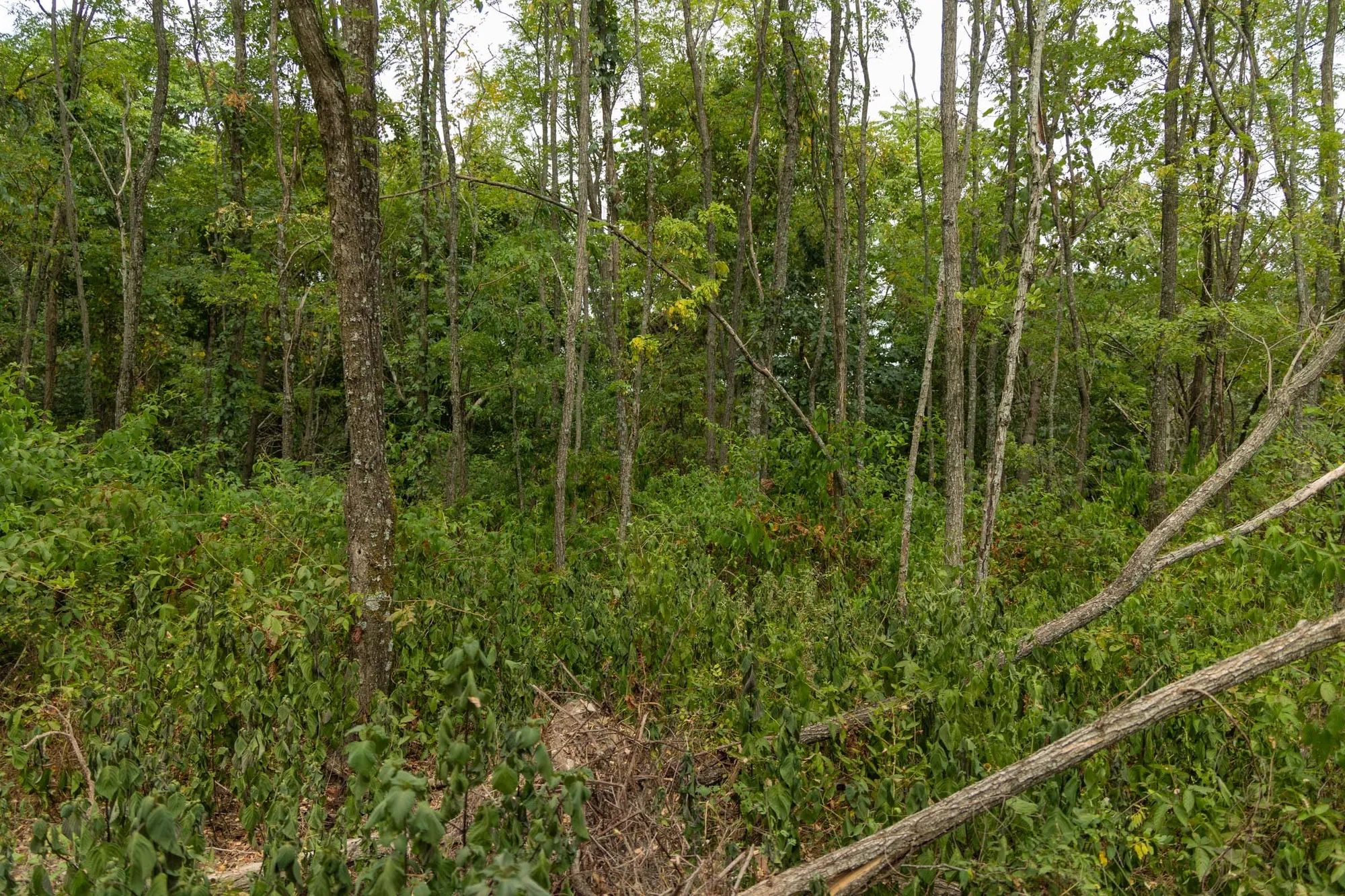 Big White Oak Tract 134 in Perry County, TN