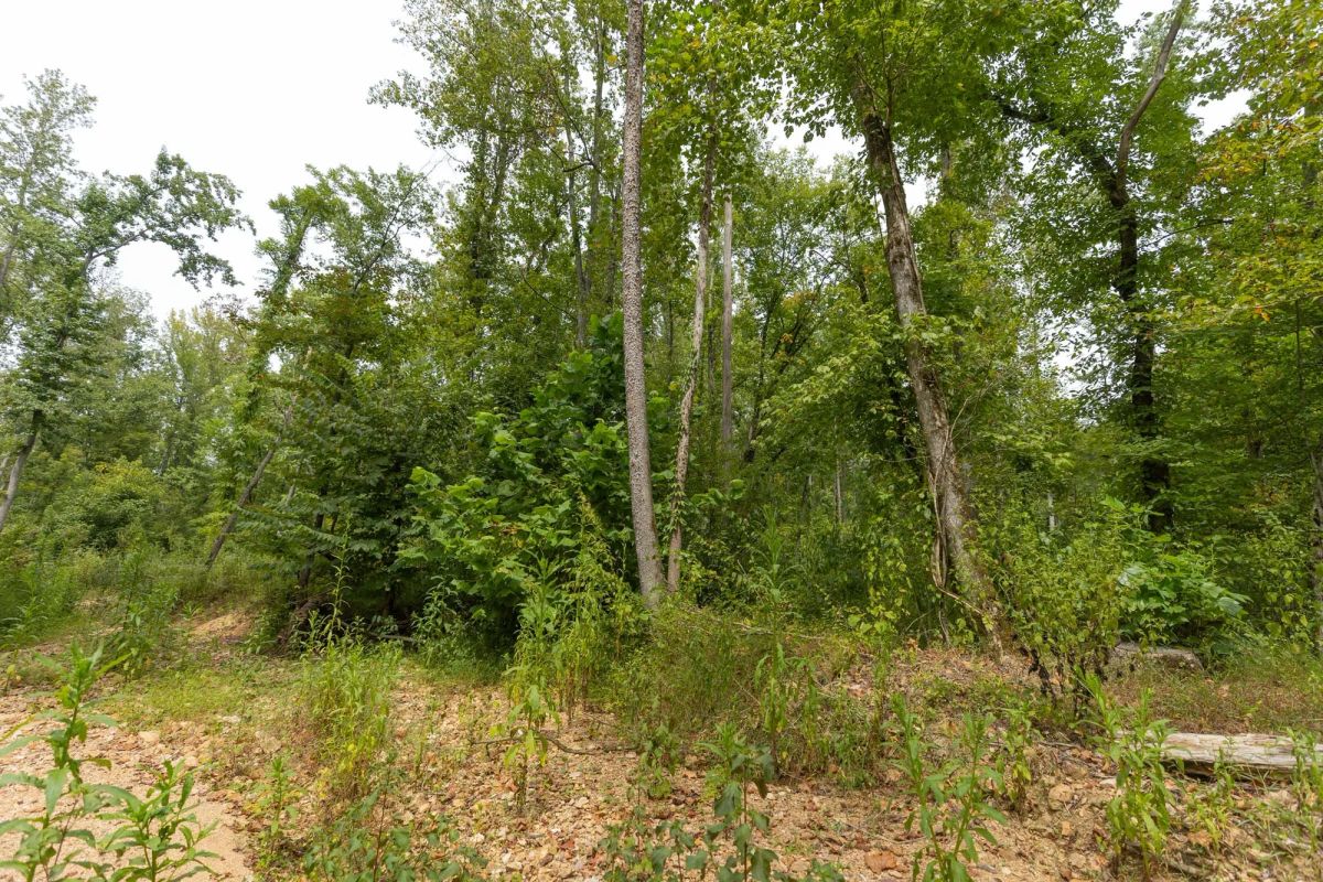 Big White Oak Tract 134 - Image 4