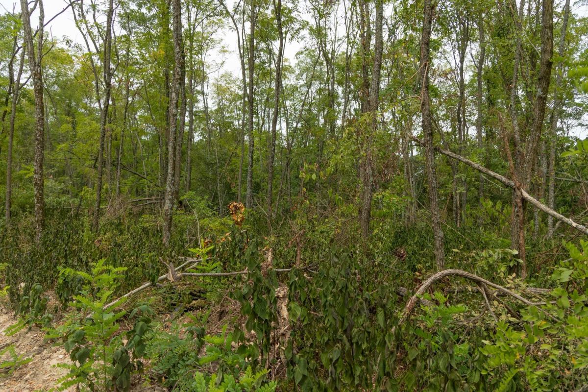 Decorative background for Big White Oak Tract 134 image 5