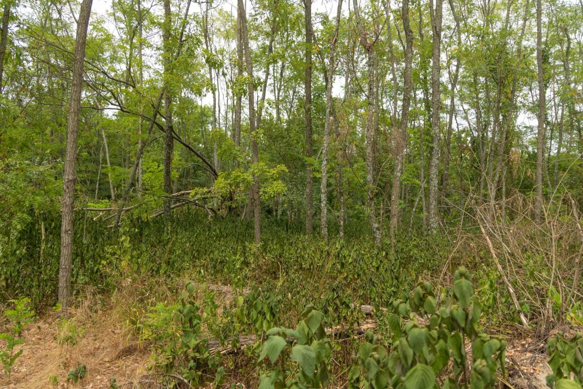 Decorative background for Big White Oak Tract 134 image 6