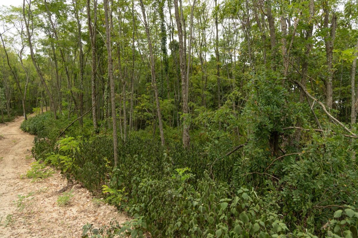 Decorative background for Big White Oak Tract 134 image 7