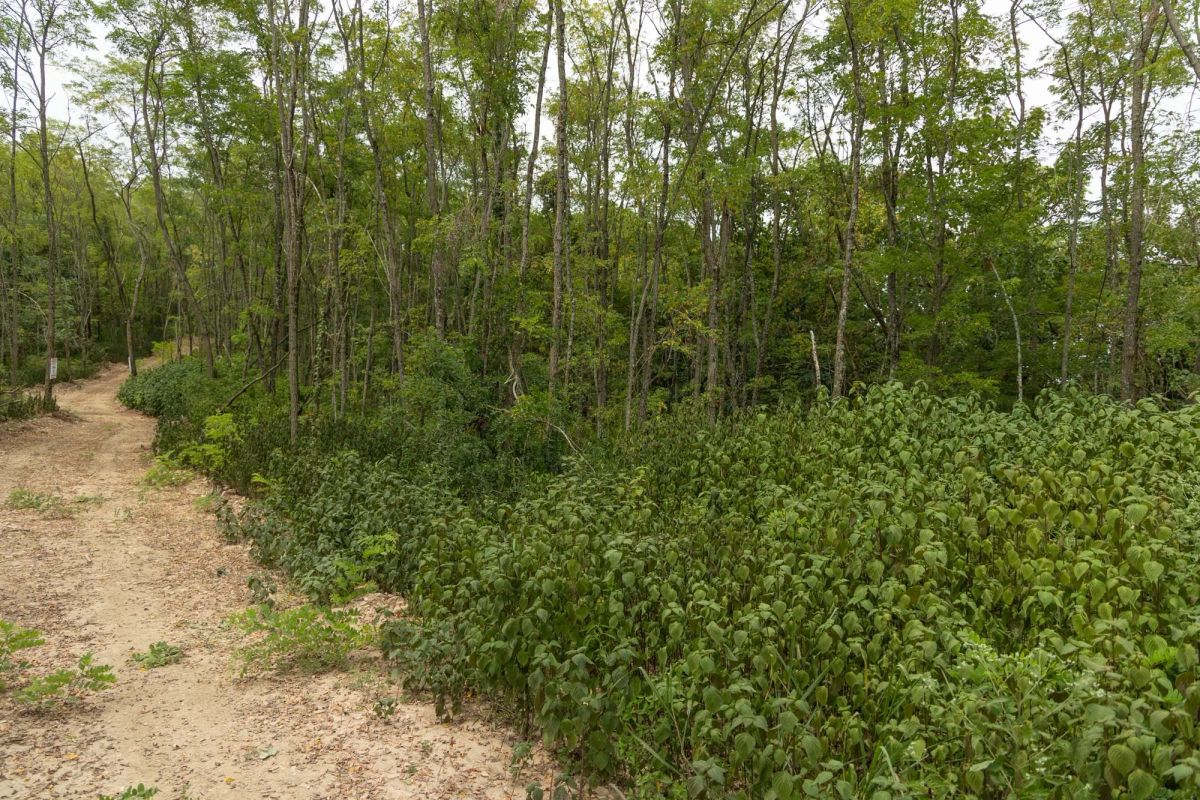 Decorative background for Big White Oak Tract 134 image 8