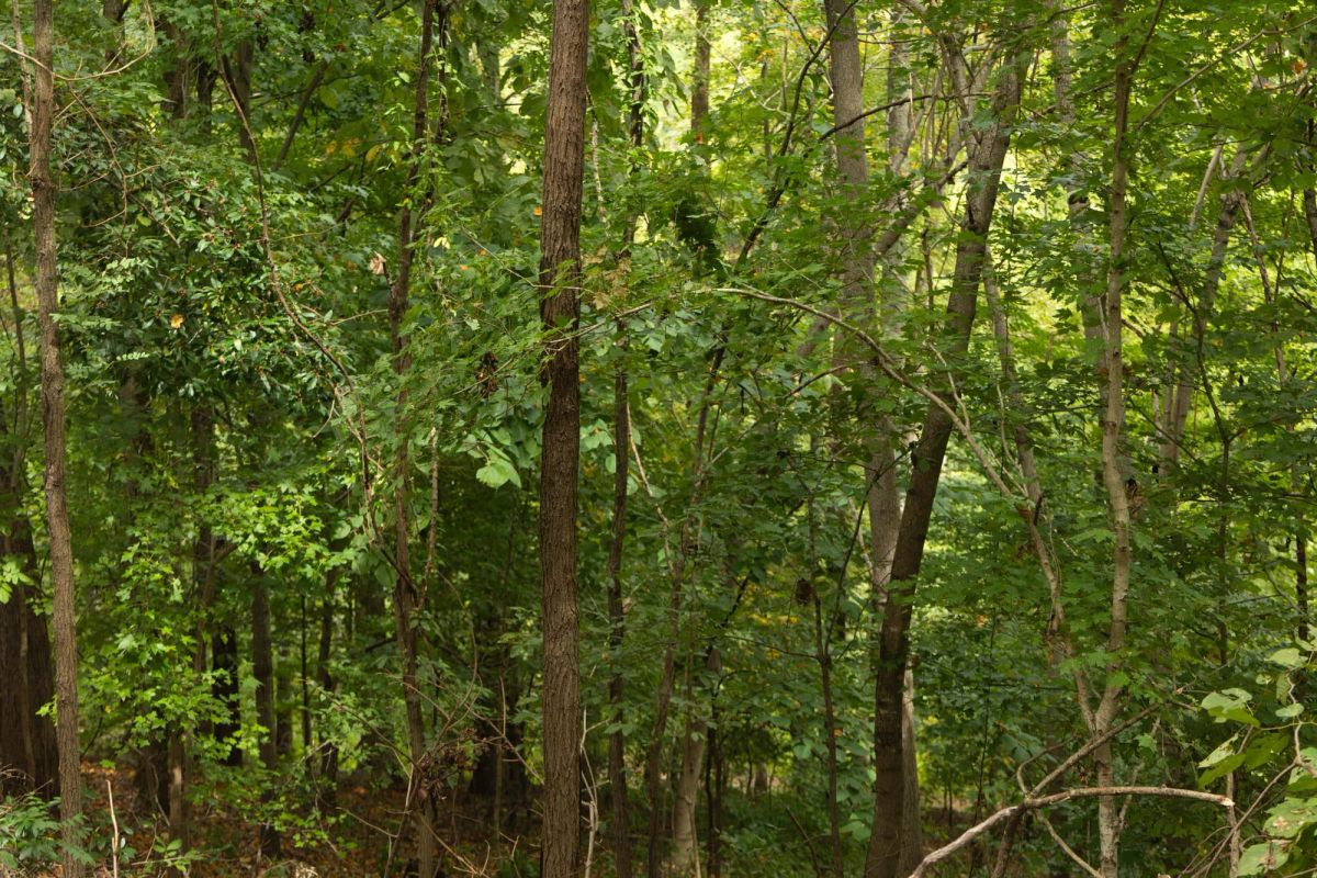 Decorative background for Big White Oak Tract 134 image 10