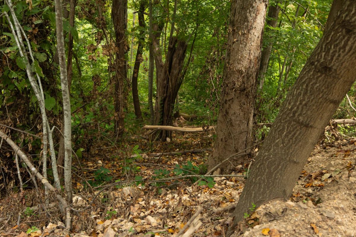 Decorative background for Big White Oak Tract 134 image 11