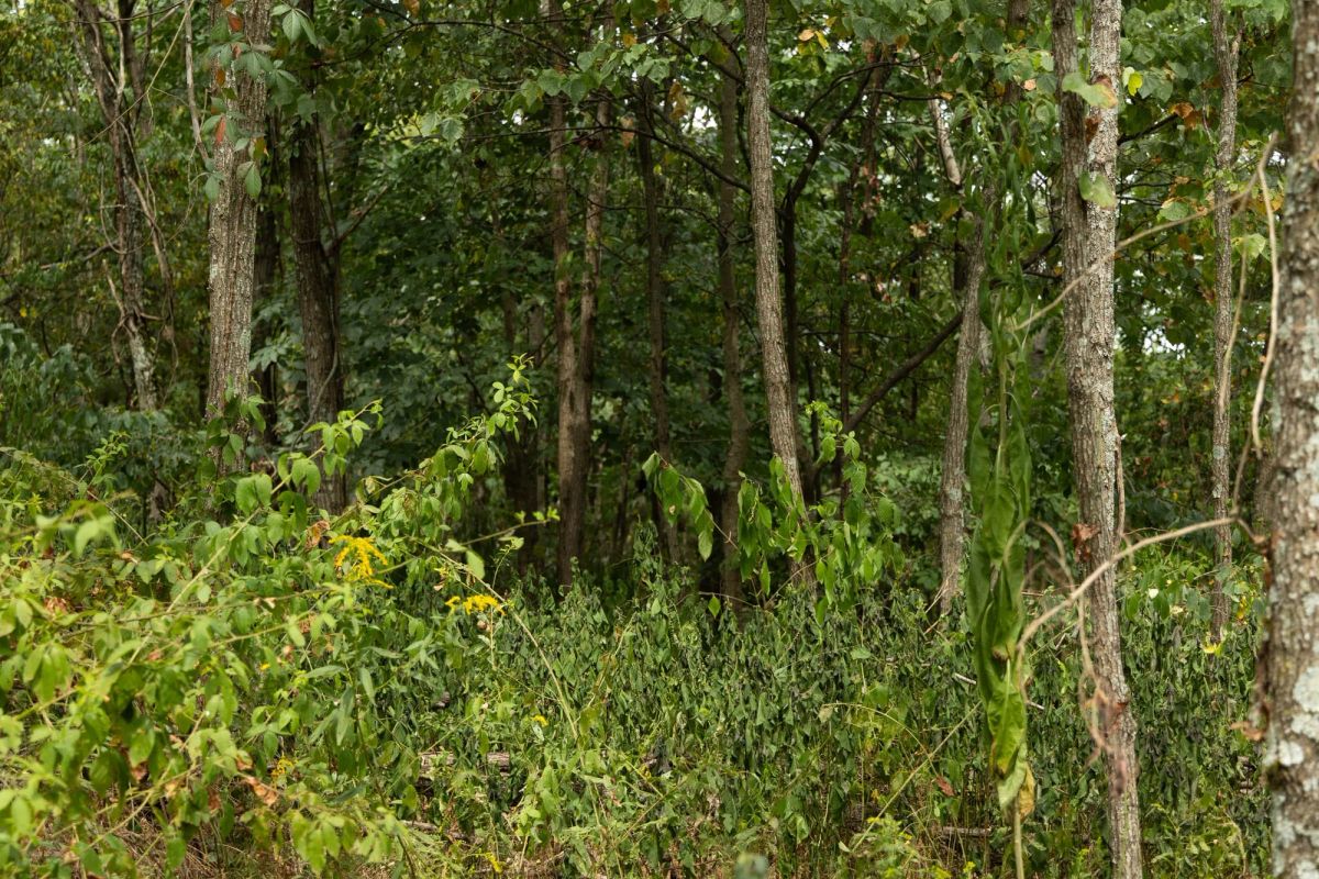 Decorative background for Big White Oak Tract 134 image 12