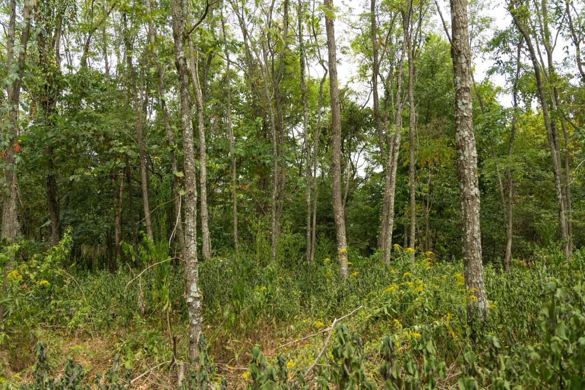 Decorative background for Big White Oak Tract 134 image 13