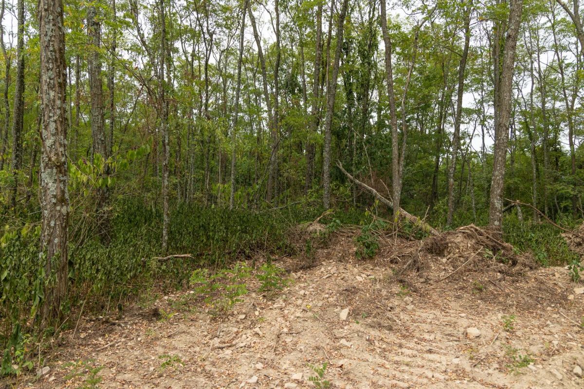 Decorative background for Big White Oak Tract 134 image 14
