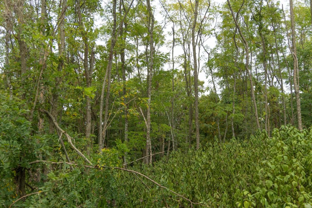 Decorative background for Big White Oak Tract 134 image 15