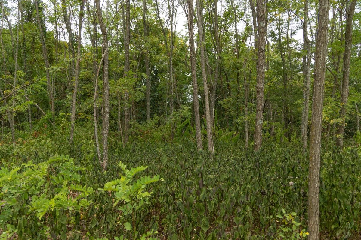 Decorative background for Big White Oak Tract 134 image 16