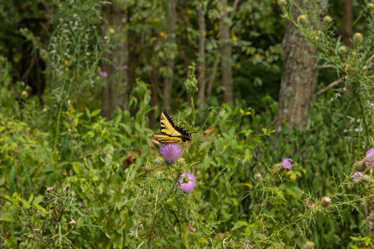 Decorative background for Big White Oak Tract 134 image 17