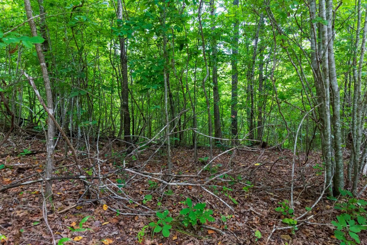 Cypress Ridge Tract 22 - Image 3