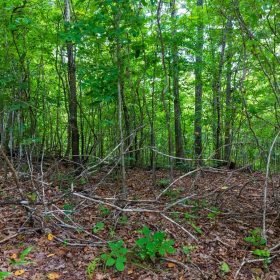 Cypress Ridge Tract 22 in Reynolds County, MO