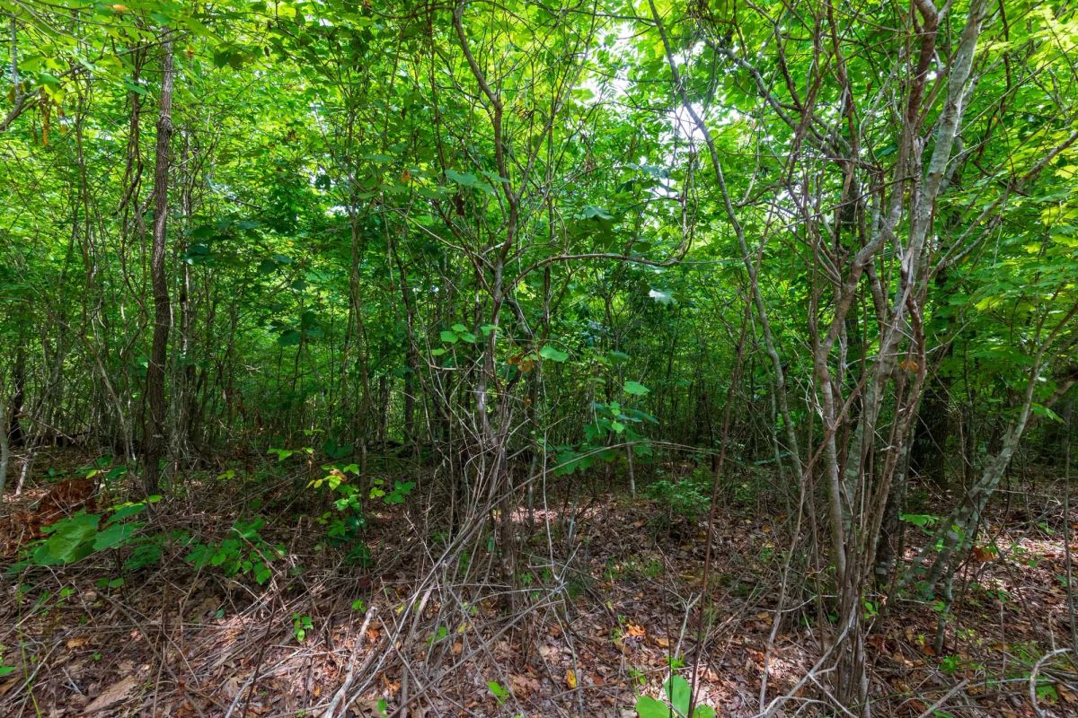 Decorative background for Cypress Ridge Tract 22 image 8