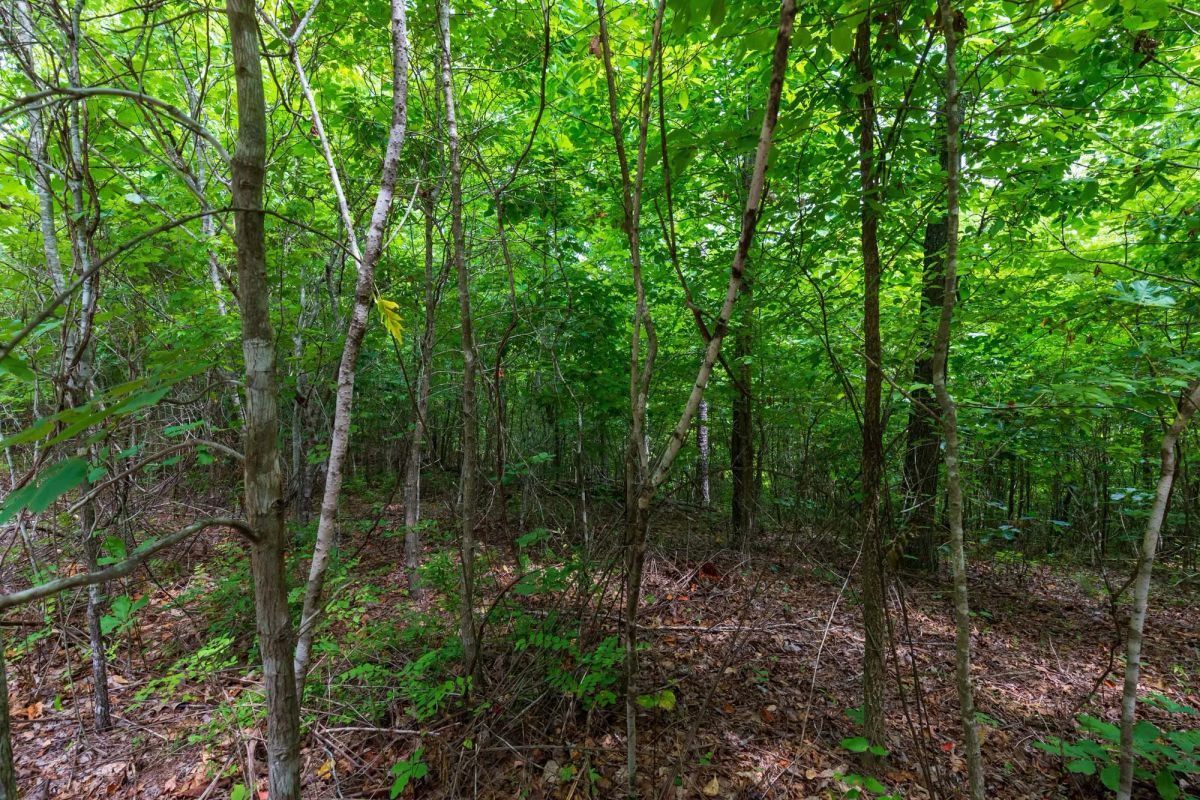 Decorative background for Cypress Ridge Tract 22 image 9