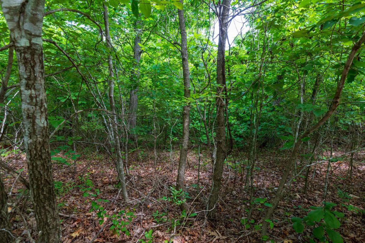 Decorative background for Cypress Ridge Tract 22 image 11
