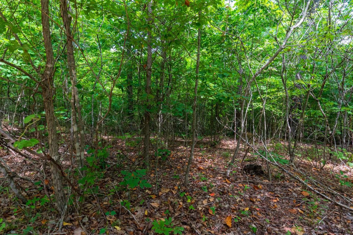 Decorative background for Cypress Ridge Tract 22 image 12