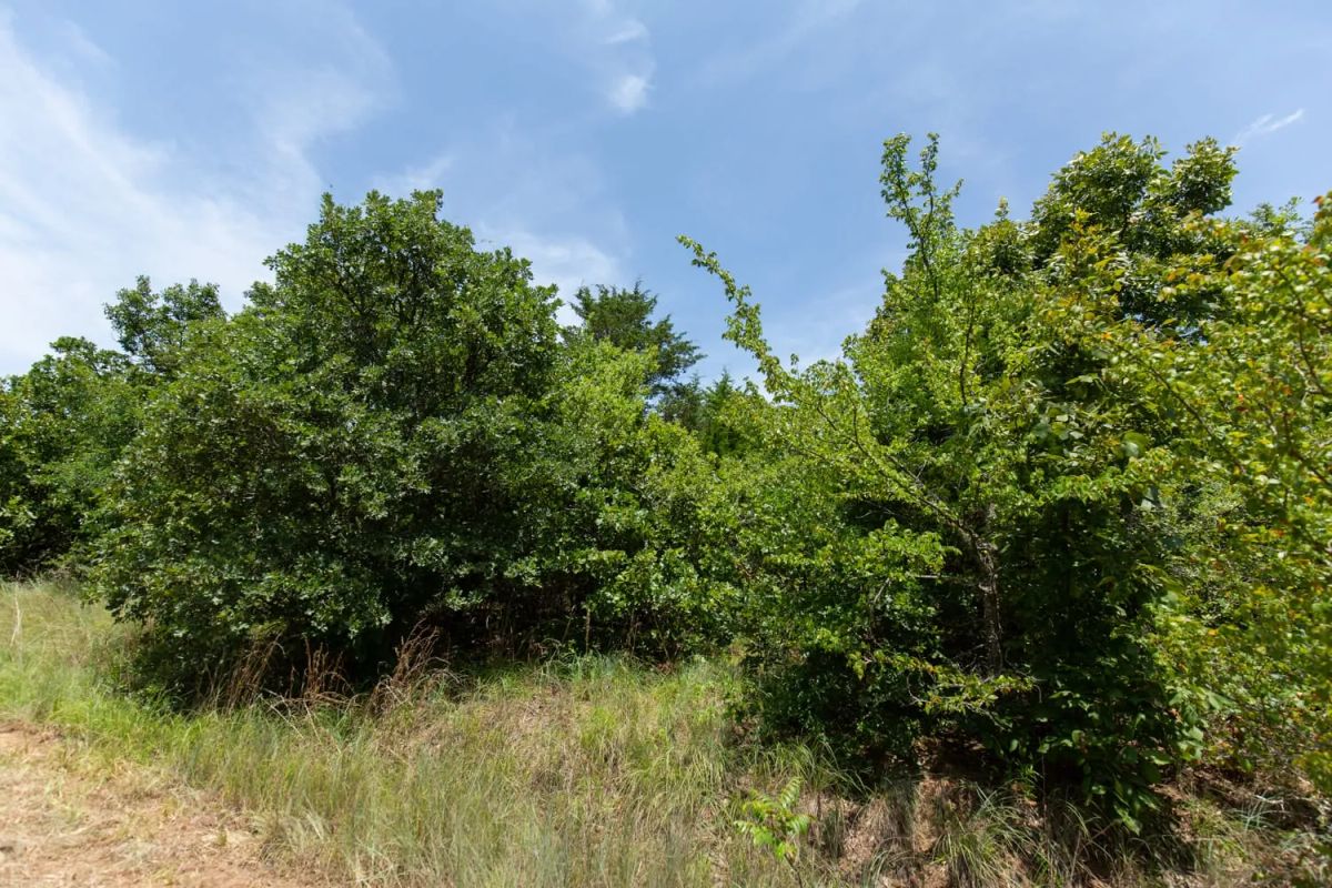 Timber Ridge Tract 51 - Image 3