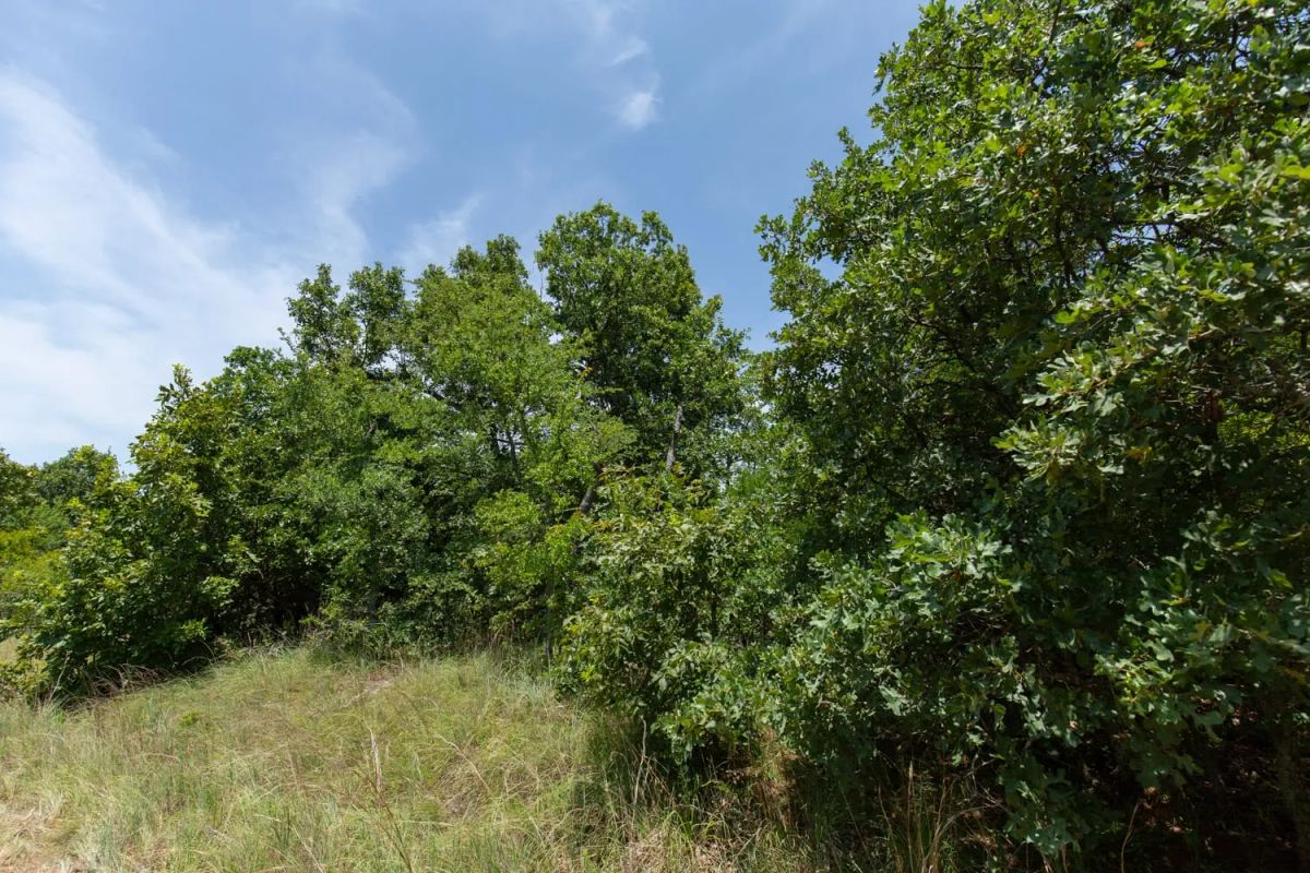 Timber Ridge Tract 51 - Image 4
