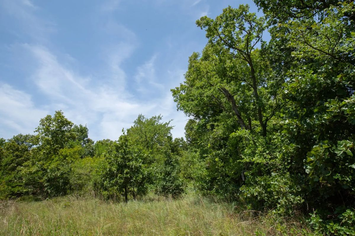 Decorative background for Timber Ridge Tract 51 image 5