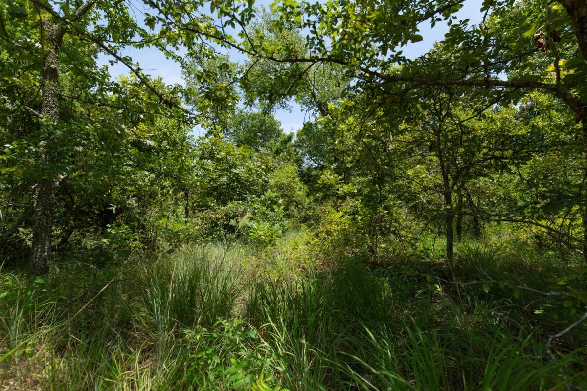 Decorative background for Timber Ridge Tract 51 image 6