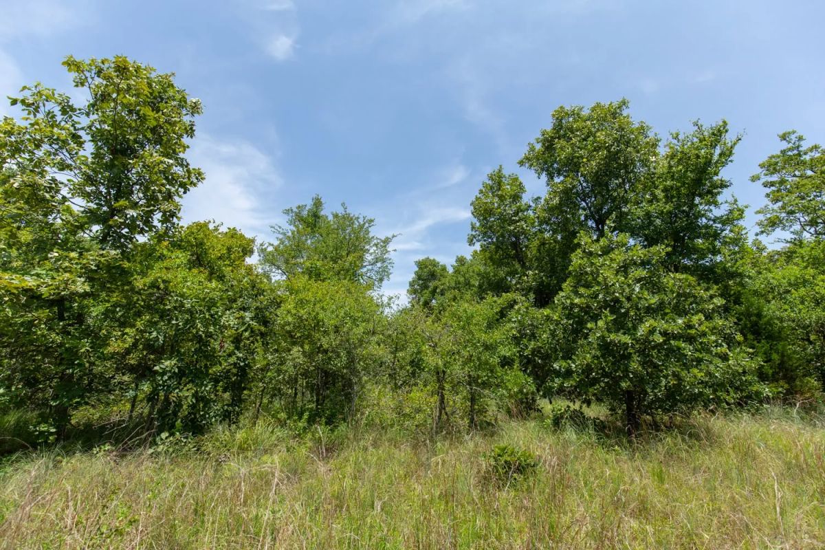 Decorative background for Timber Ridge Tract 51 image 7