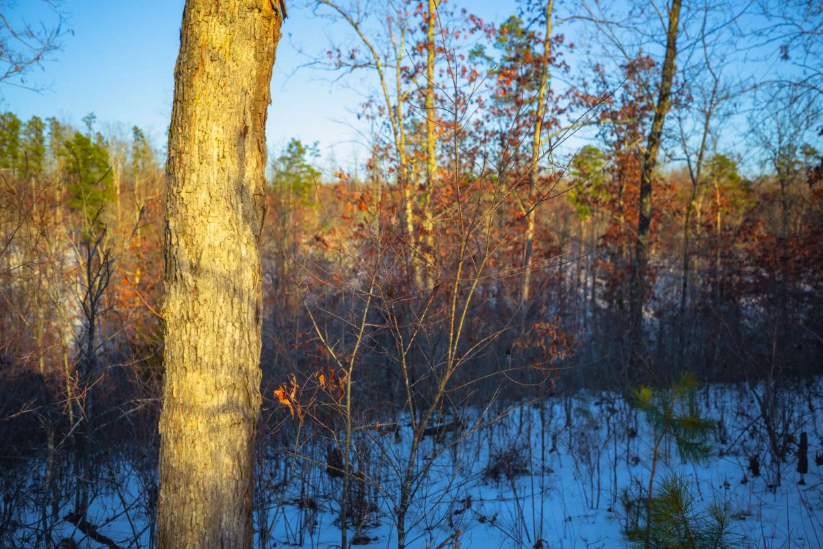 Decorative background for Sleepy Hollow Phase I Tract 37 image 6