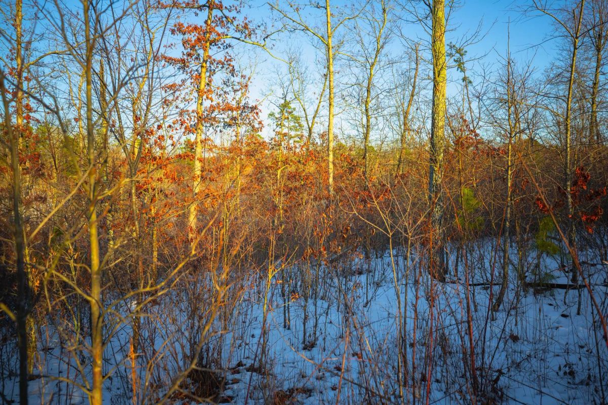 Decorative background for Sleepy Hollow Phase I Tract 37 image 9